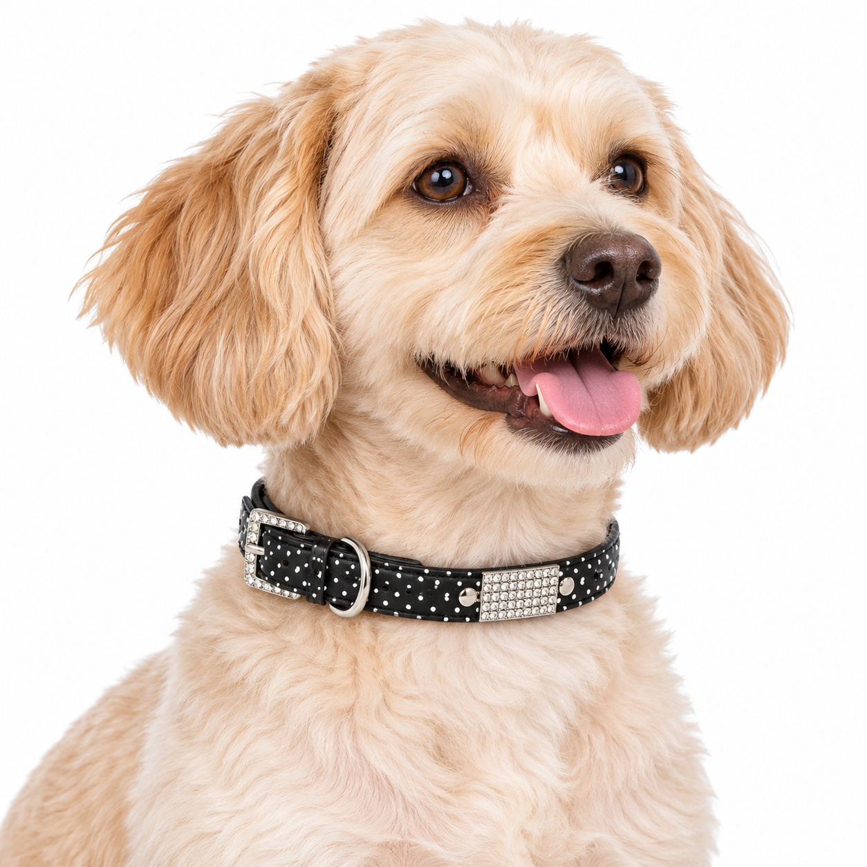 Dog wearing black polka dot diamanté collar