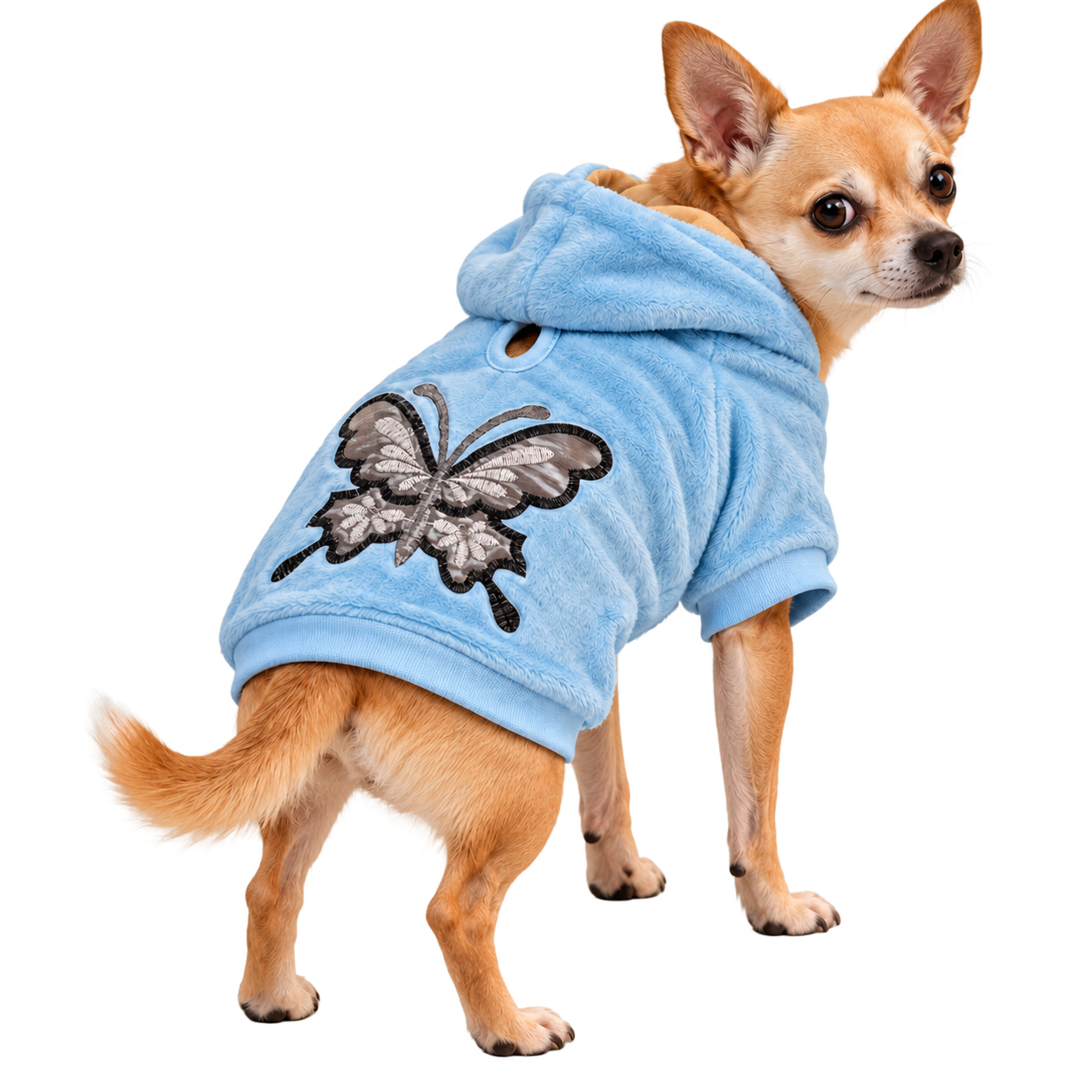 Blue butterfly dog hoodie modelled on a small dog