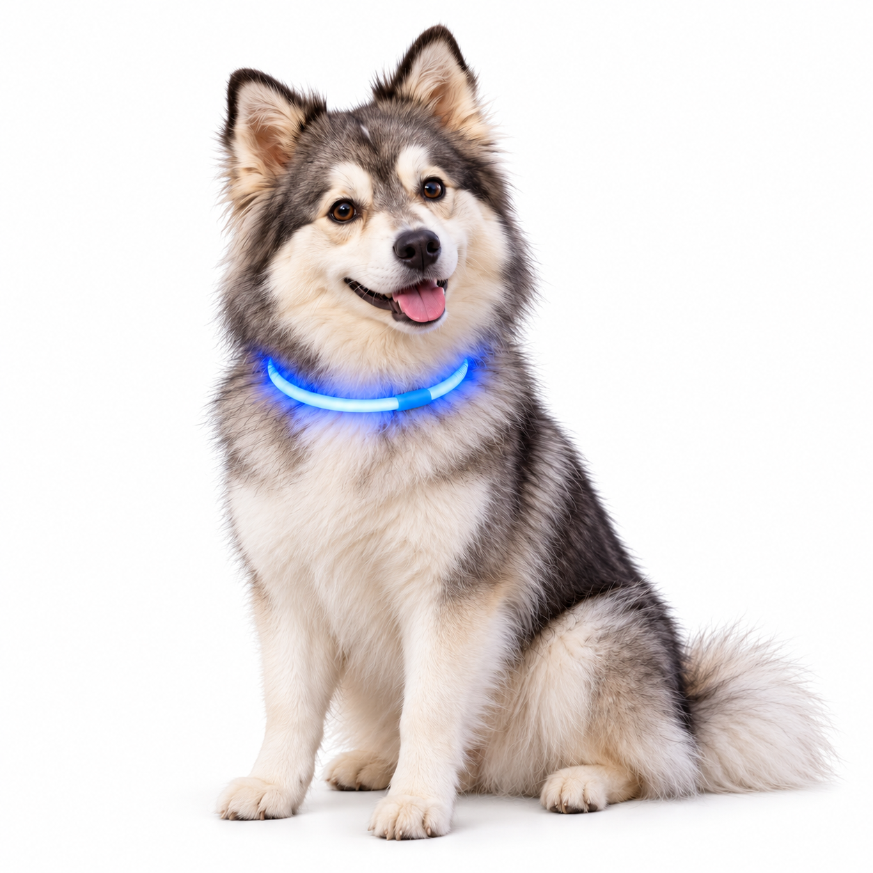 Pomsky wearing a blue LED collar on a white background – illustrative product image