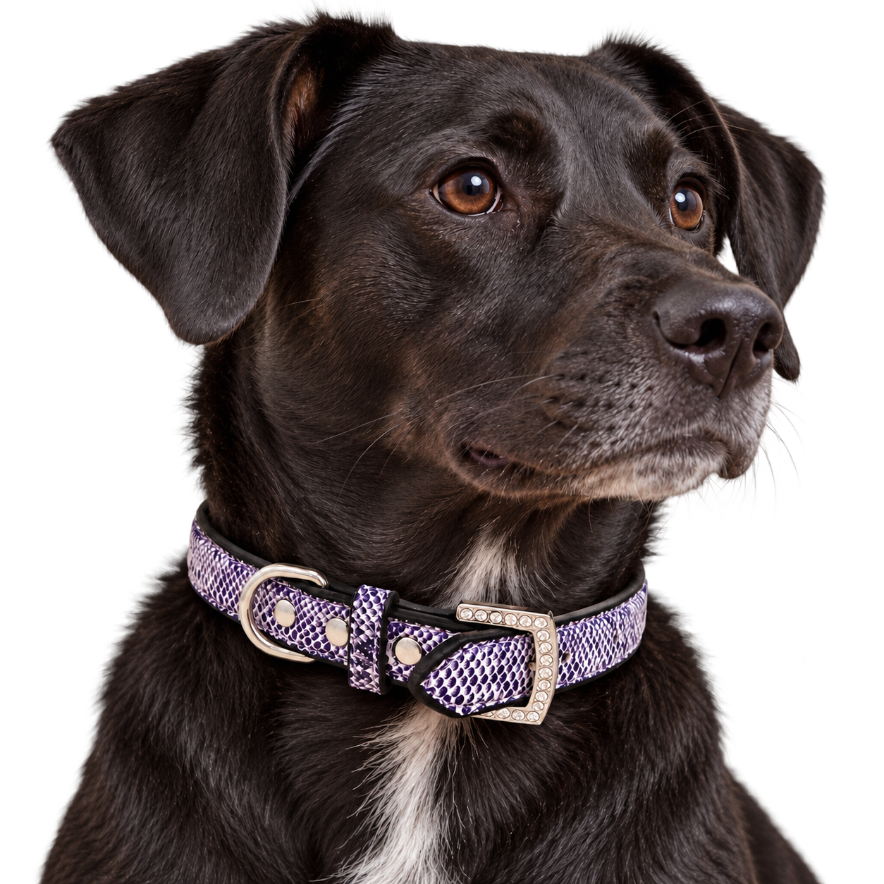 Purple snake print dog collar on a dog